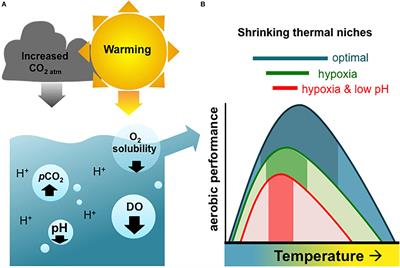 Multi-stressor Extremes Found on a Tropical Coral Reef Impair Performance